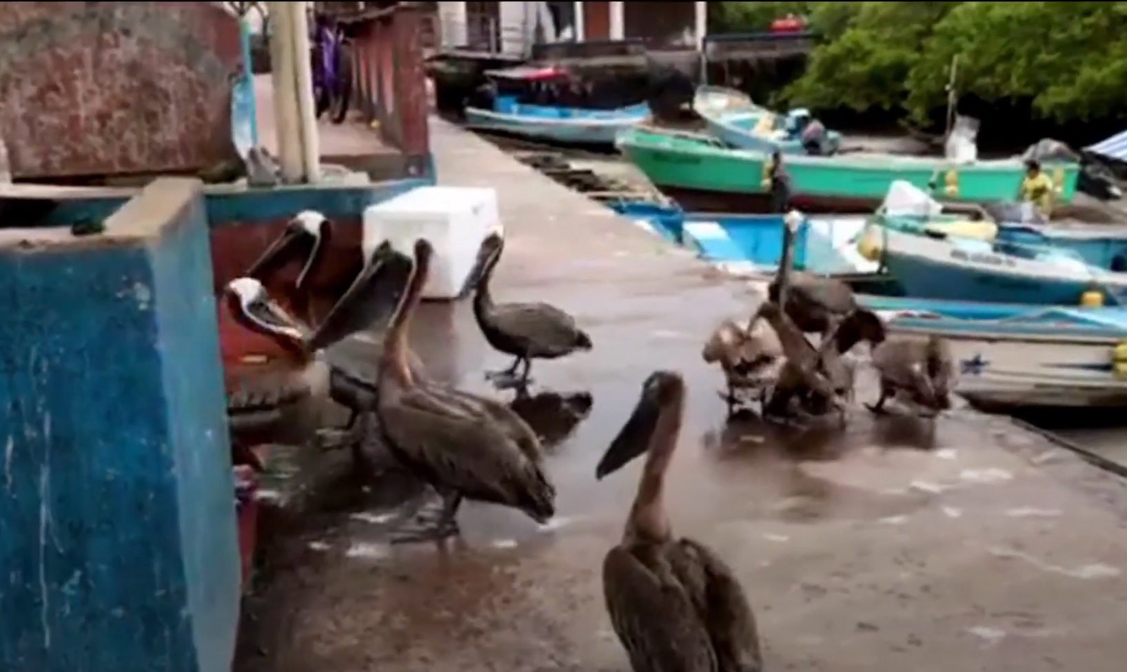 Dan bo nong xep hang xin an o cho ca Galapagos hinh anh