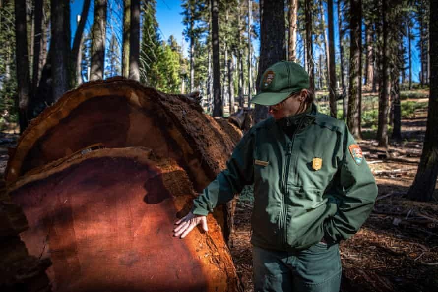 Dai thu Trai Dat dang chet dan anh 3