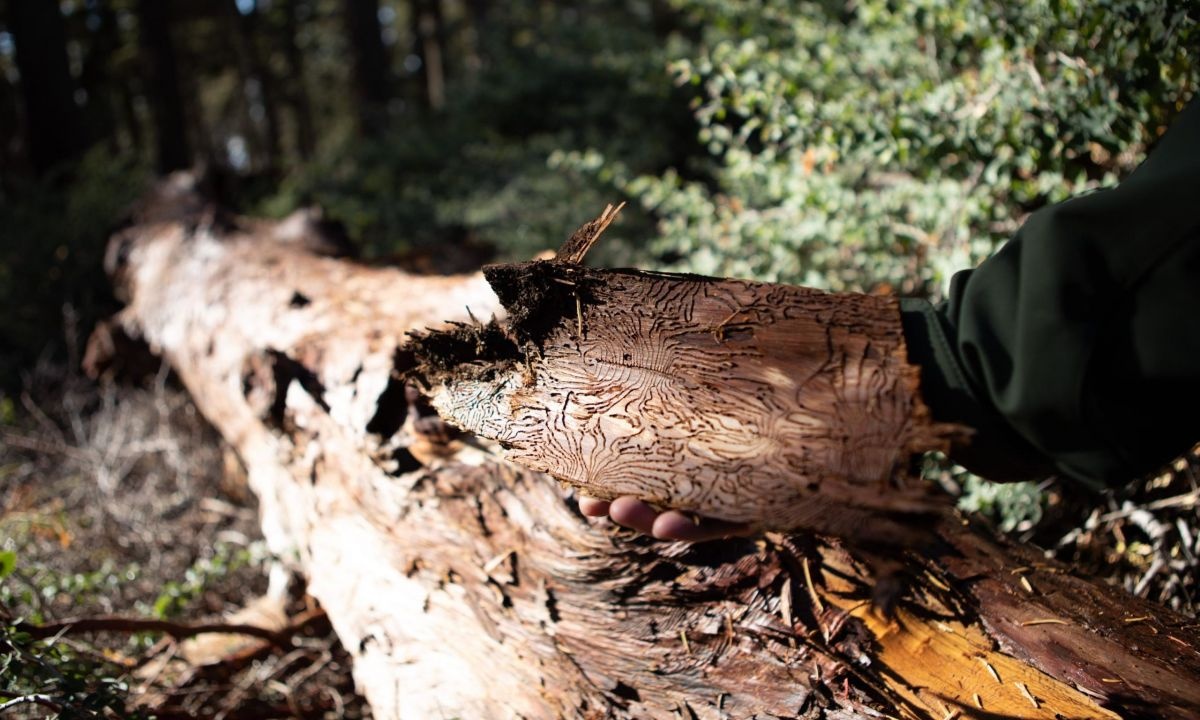 Dai thu Trai Dat dang chet dan anh 4