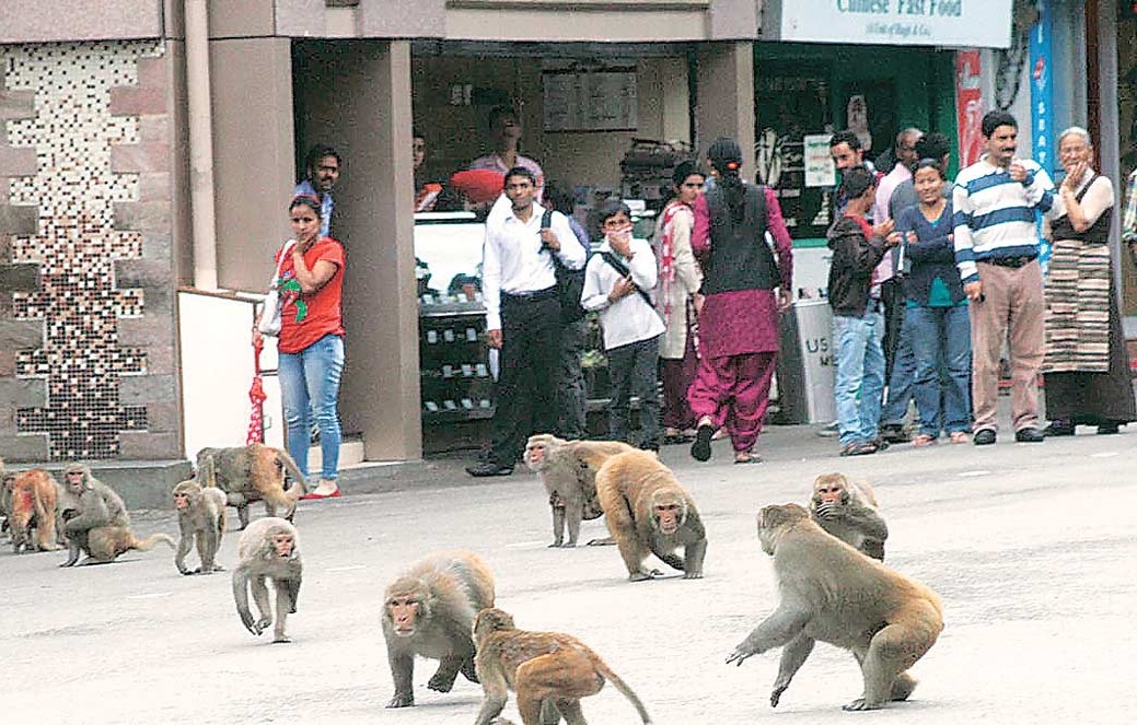 Dan khi xam chiem thanh pho o An Do hinh anh