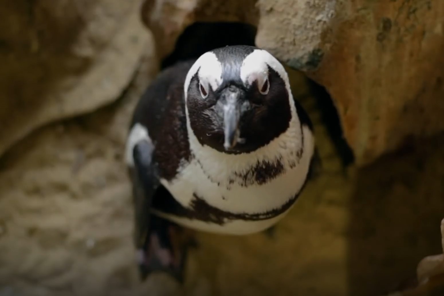 Chim canh cut cang thang do thieu khach du lich hinh anh