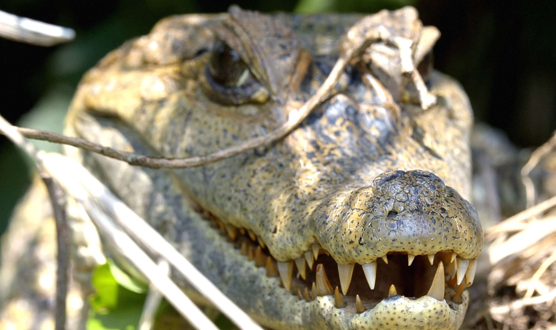 Ca sau rinh rap, san bat co tren dam nuoc hinh anh