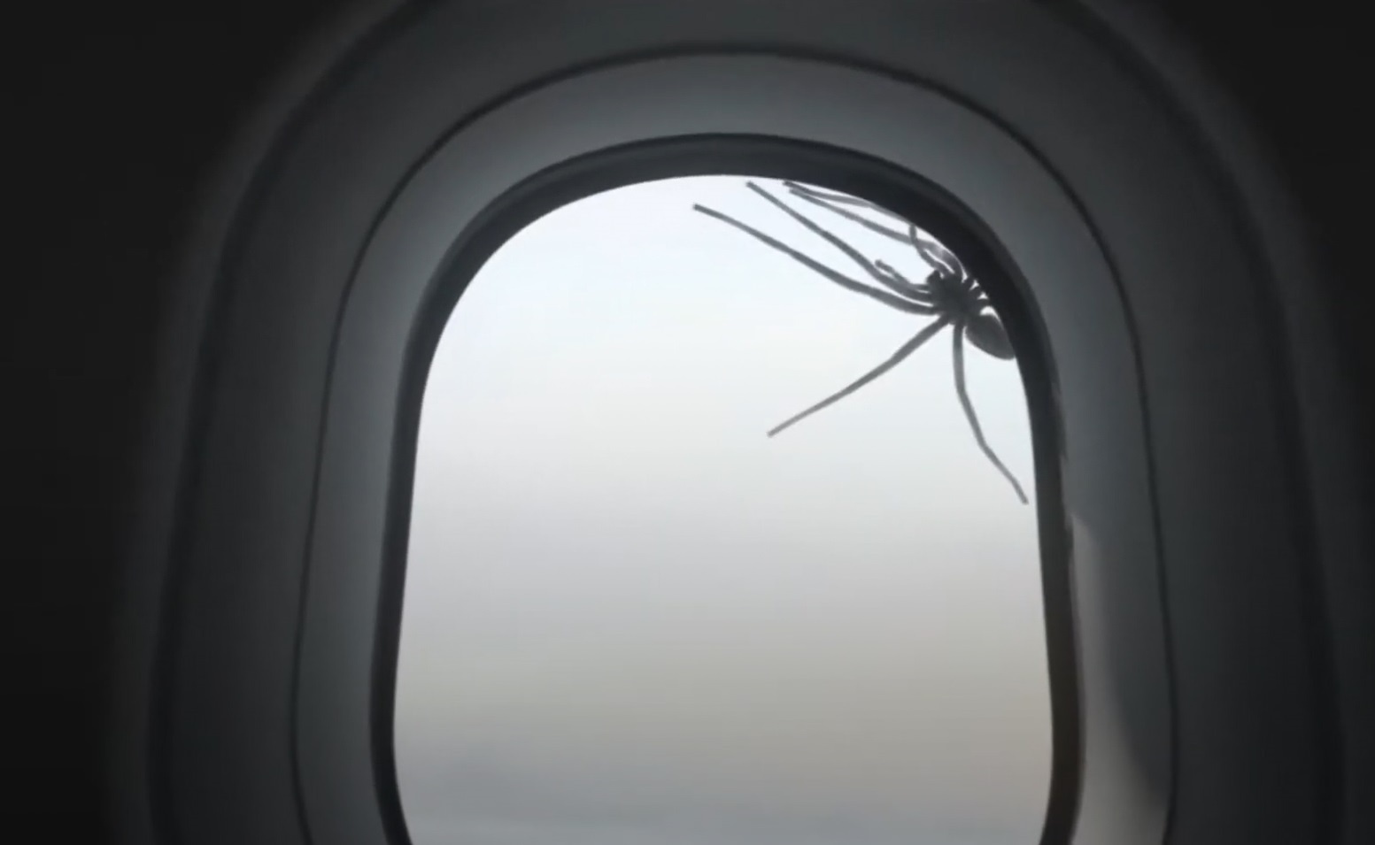 Phat hien nhen co lon tren cua kinh may bay hinh anh