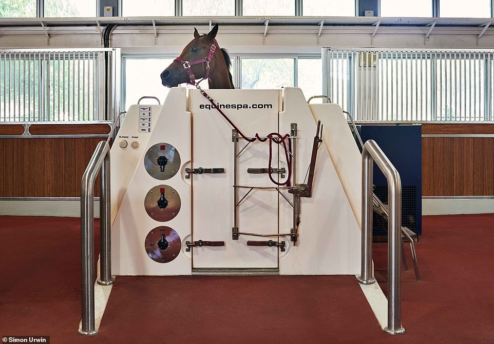 Khách sạn năm sao dành cho ngựa ảnh 8 Khach san nam sao danh cho ngua anh 8