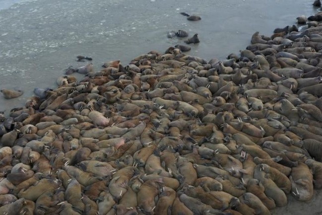 Hang nghin con hai ma tu tap tren bai bien hinh anh