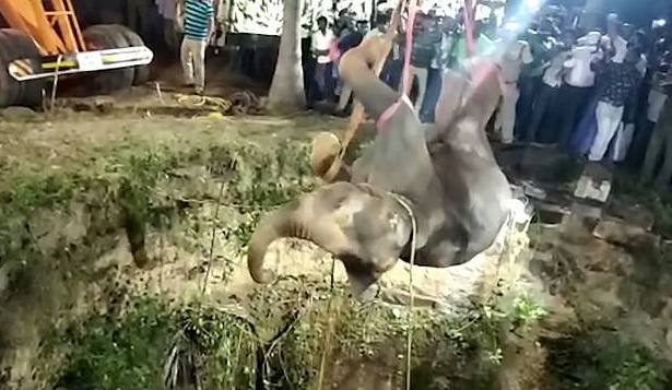 Giai cuu voi roi xuong gieng bang can cau hinh anh