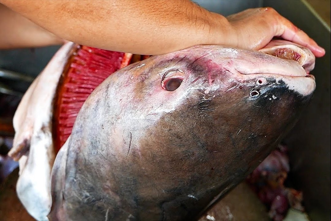 Dau bep che bien ca da tron co lon hinh anh