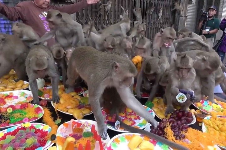 Hang tram con khi tranh gianh thuc an tai tiec buffet o Thai Lan hinh anh