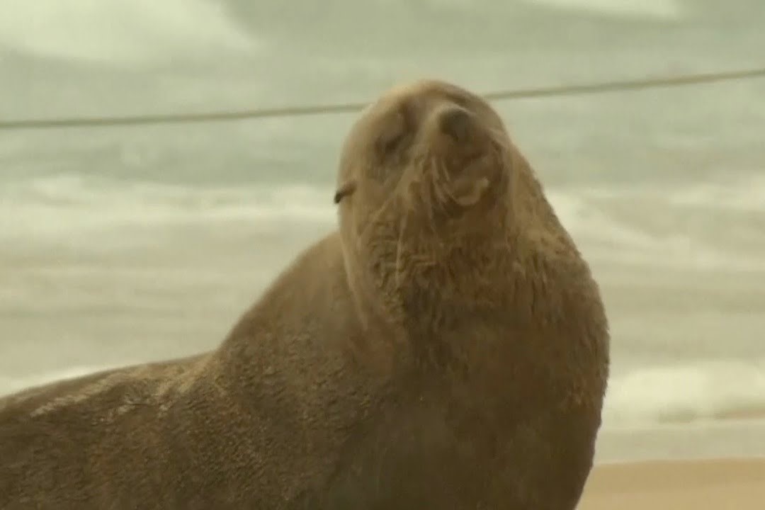 Du khach nhuong cho cho hai cau tam nang hinh anh