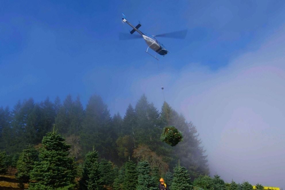 Thu hoach mot trieu cay Giang sinh bang truc thang hinh anh