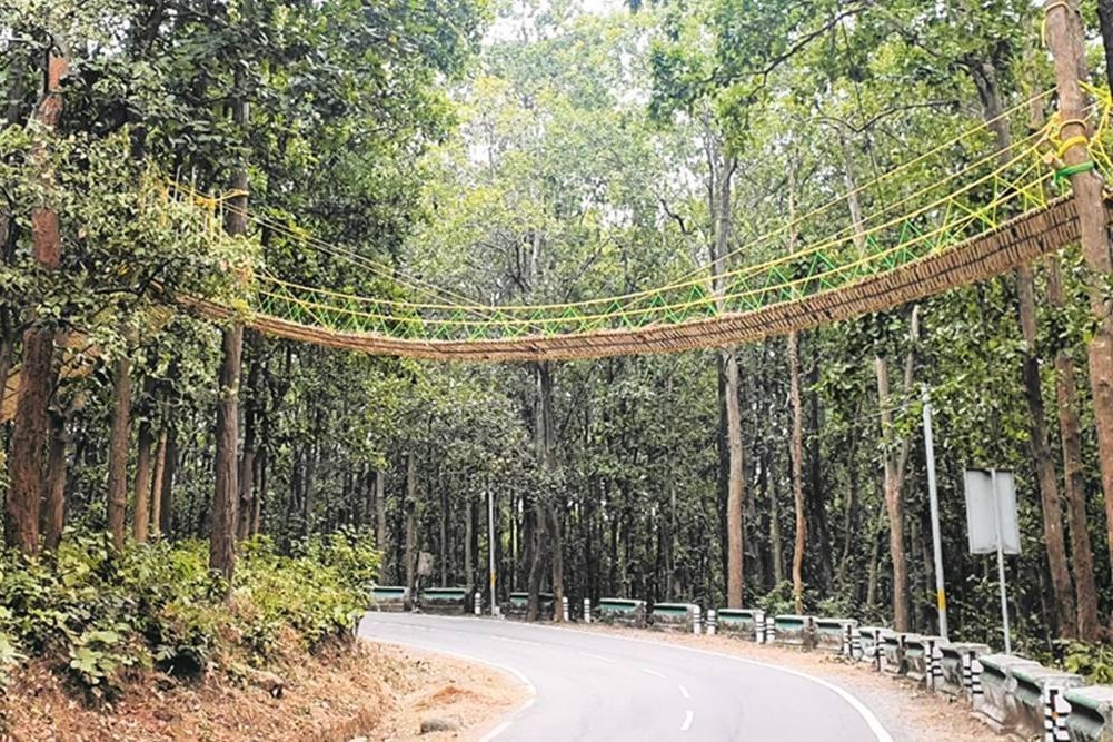 Cau tre cho dong vat bang qua cao toc hinh anh