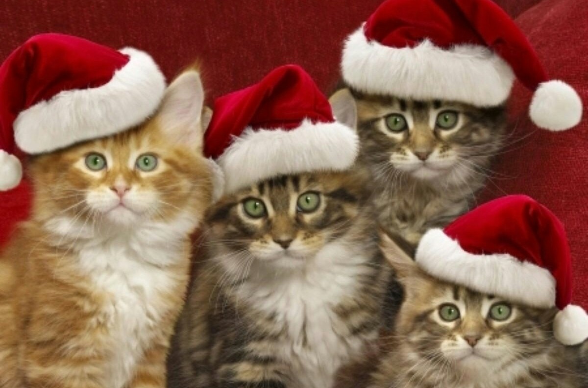 Nhung ong gia Noel meo o Han Quoc hinh anh