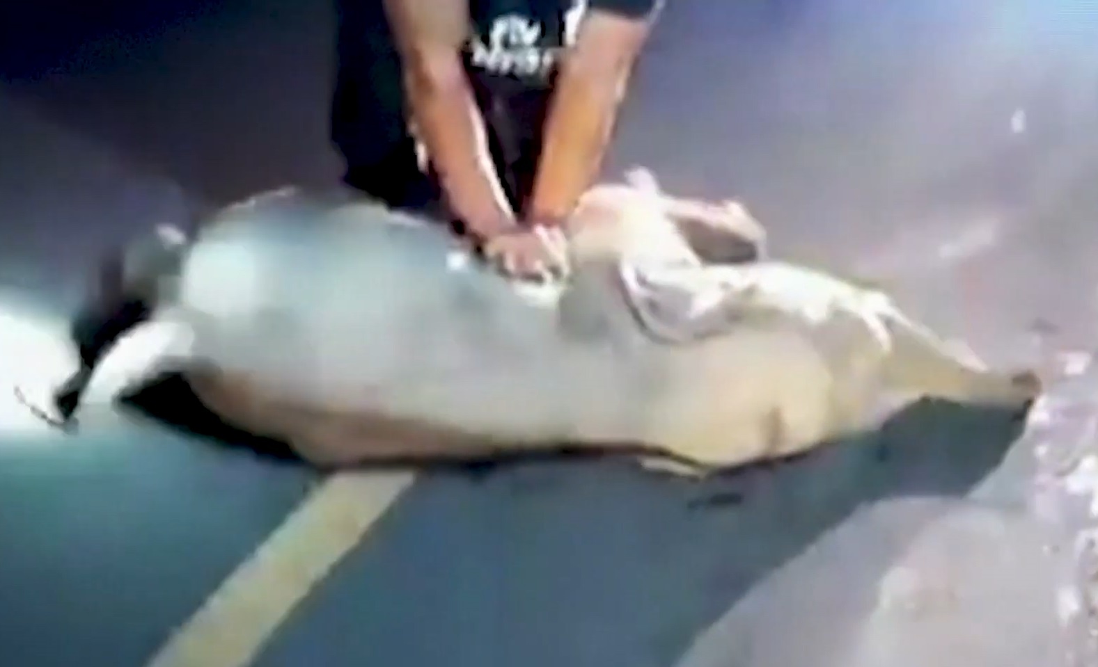 Ho hap nhan tao cuu song voi con bi xe dung o Thai Lan hinh anh