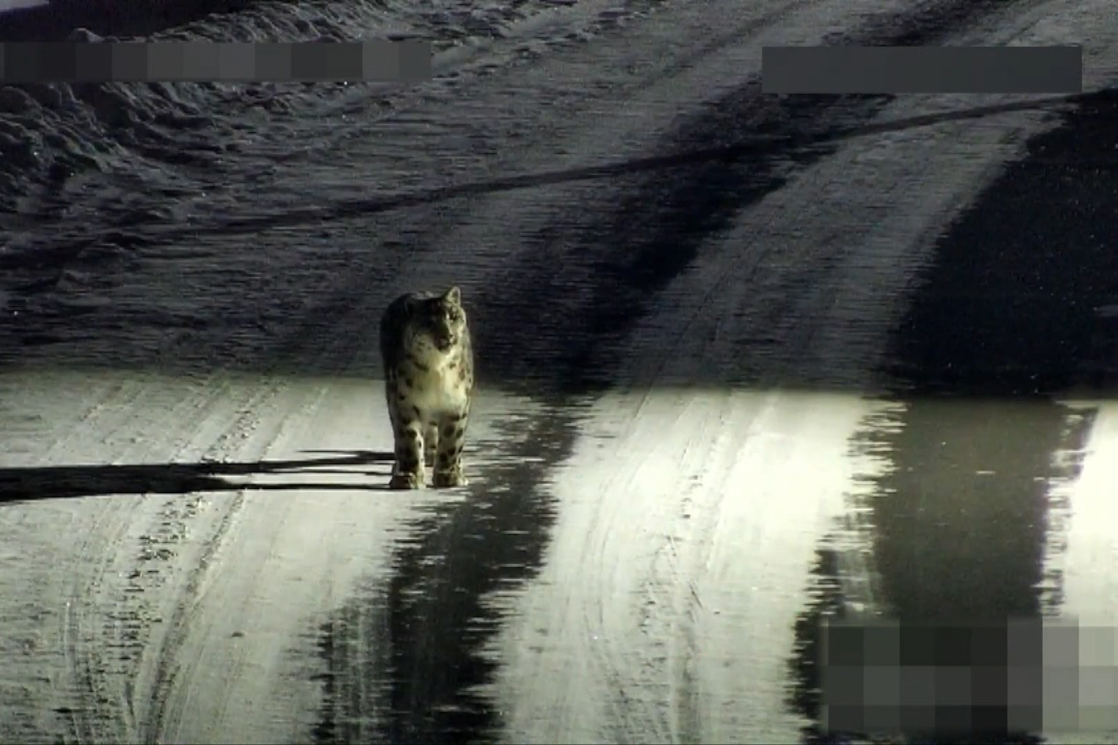 Bao tuyet hiem di lang thang o Trung Quoc hinh anh
