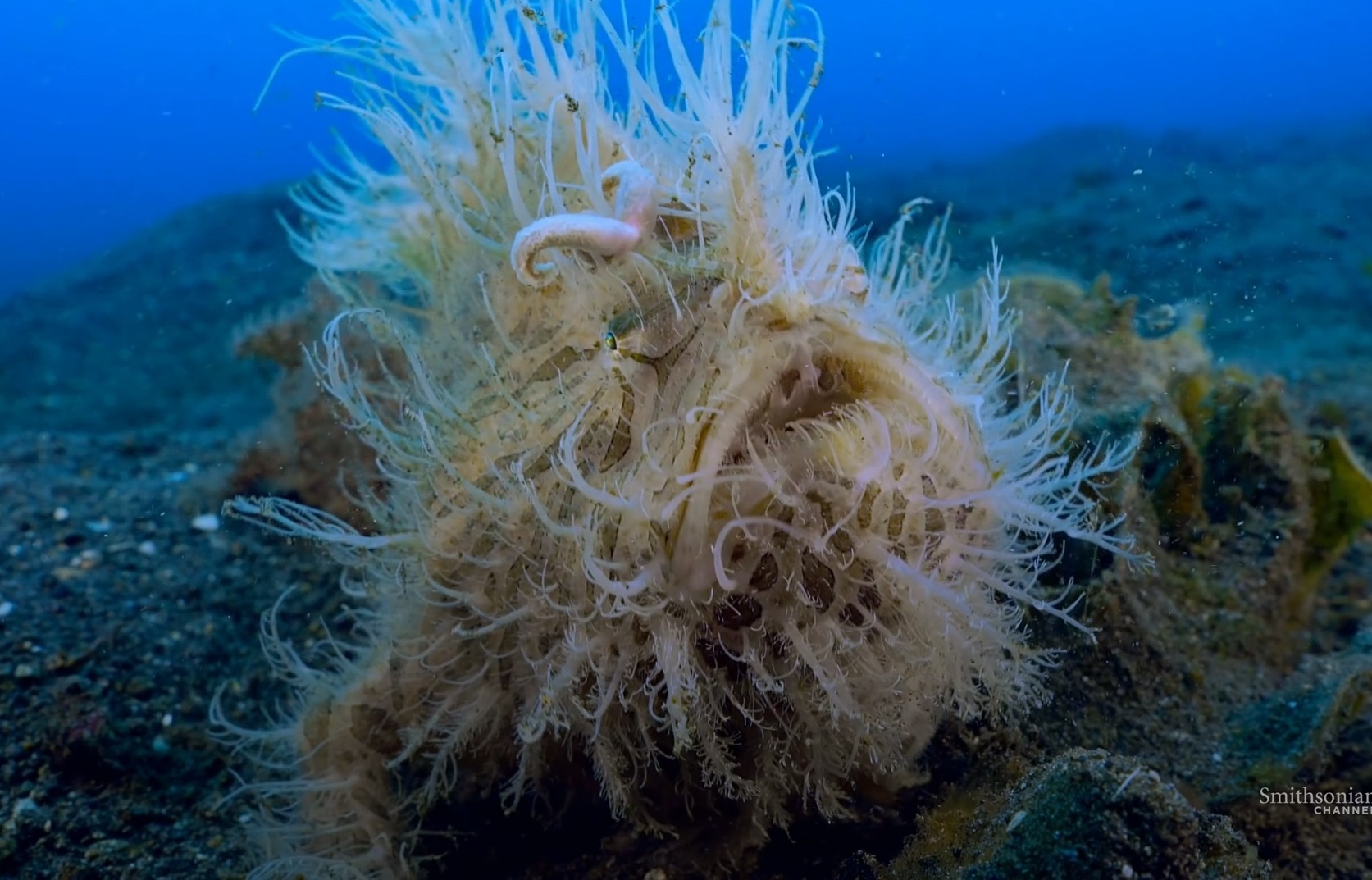 Loai ca co toc do dop moi nhanh ky luc hinh anh