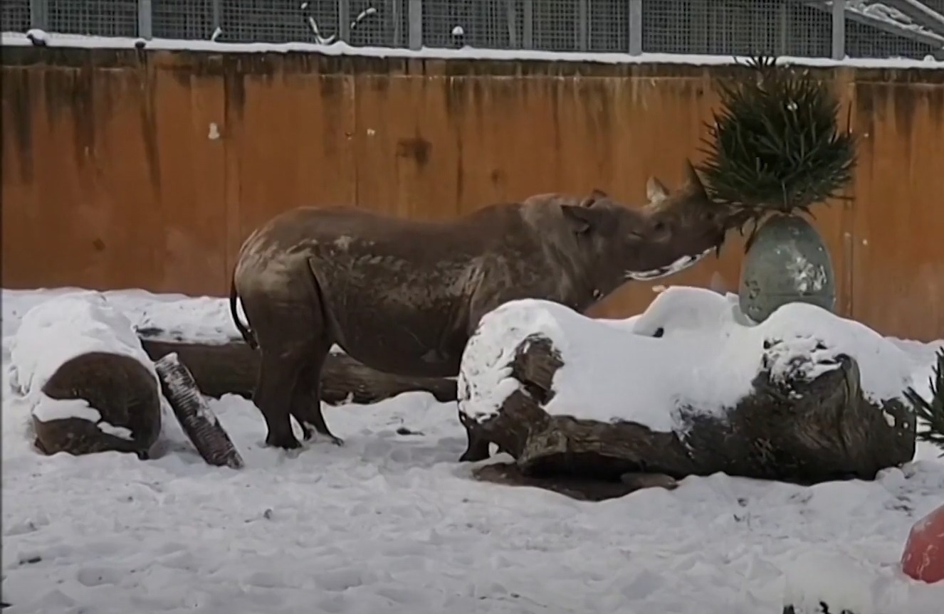 Dong vat o vuon thu Estonia bo ngo khi choi dua voi tuyet hinh anh