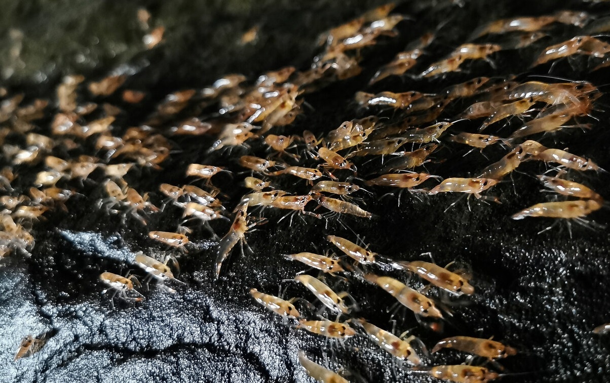 Hien tuong tom dieu hanh tren can hinh anh