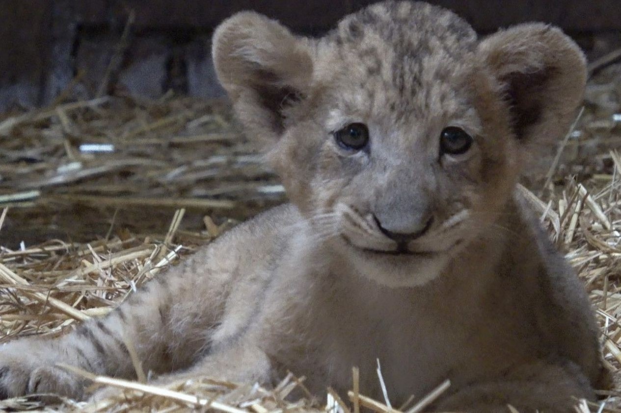 Su tu con dau tien duoc thu tinh nhan tao o Singapore hinh anh