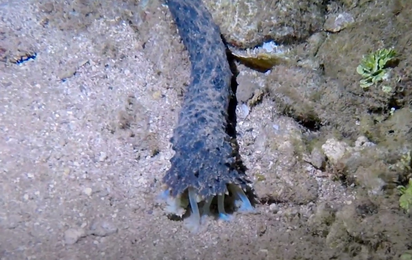 Nhung sinh vat ky bi duoi day bien o dao Tonga hinh anh