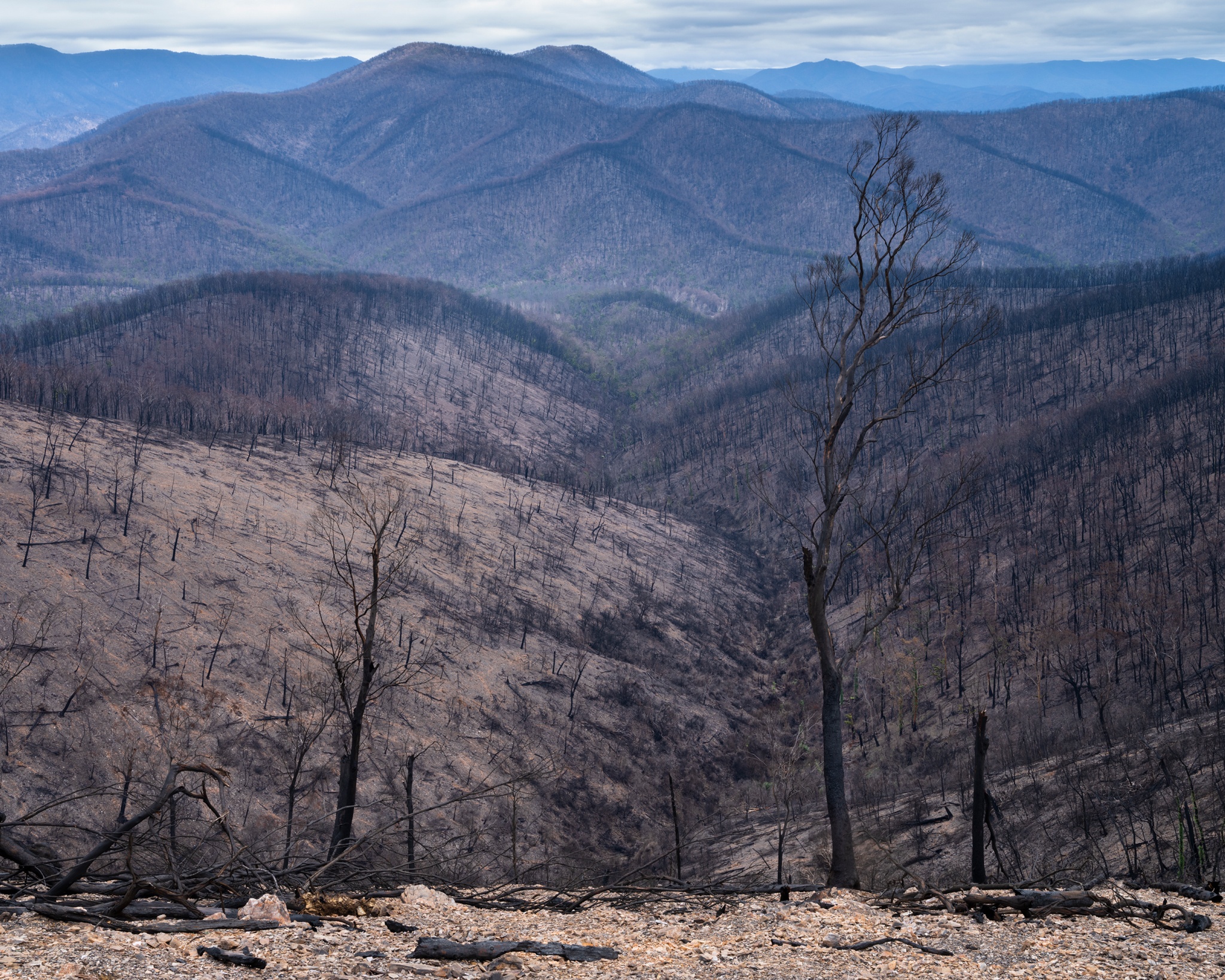 Cháy rừng Australia ảnh 2 Chay rung Australia anh 2