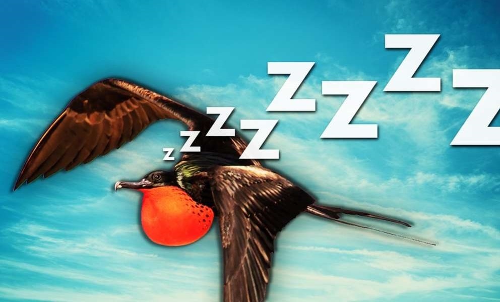 Bi mat ve giac ngu trong khi bay cua loai chim hinh anh