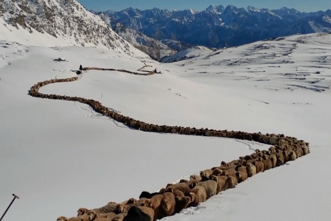 Hang tram nghin gia suc di cu dau nam moi hinh anh