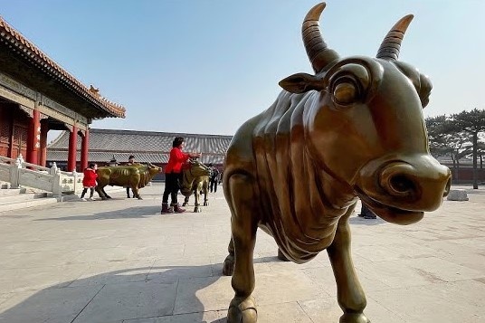 Trau dong trong Tu Cam Thanh hut khach chup anh hinh anh