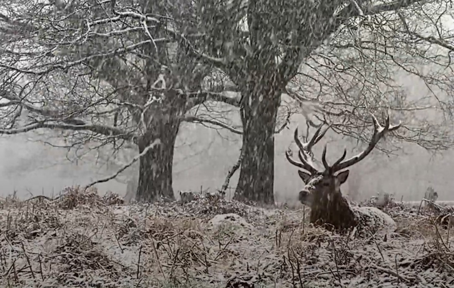 Canh huou ngoi trong cong vien tuyet roi dep nhu tranh ve hinh anh