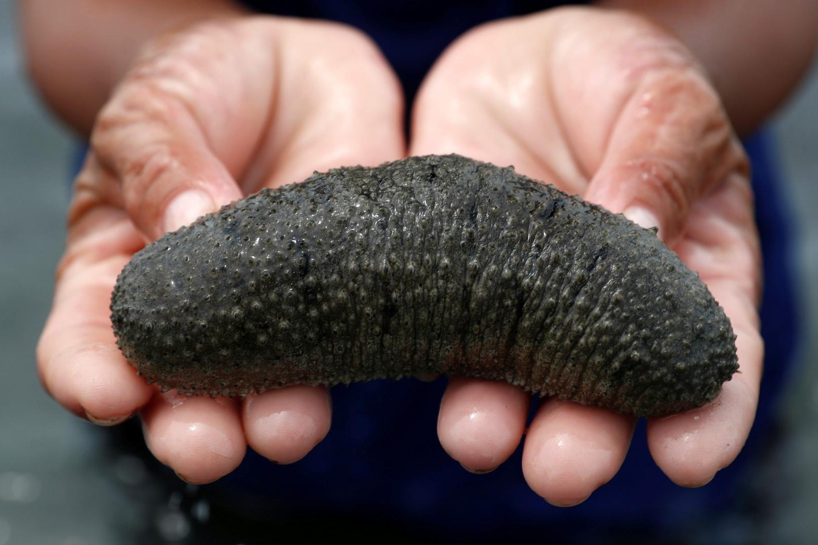 Hoc lam dia bien xao ba chi moi la hinh anh