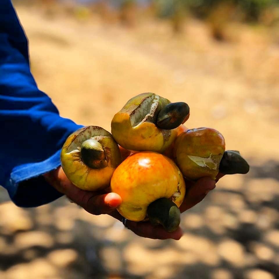 Du lich Brazil anh 4