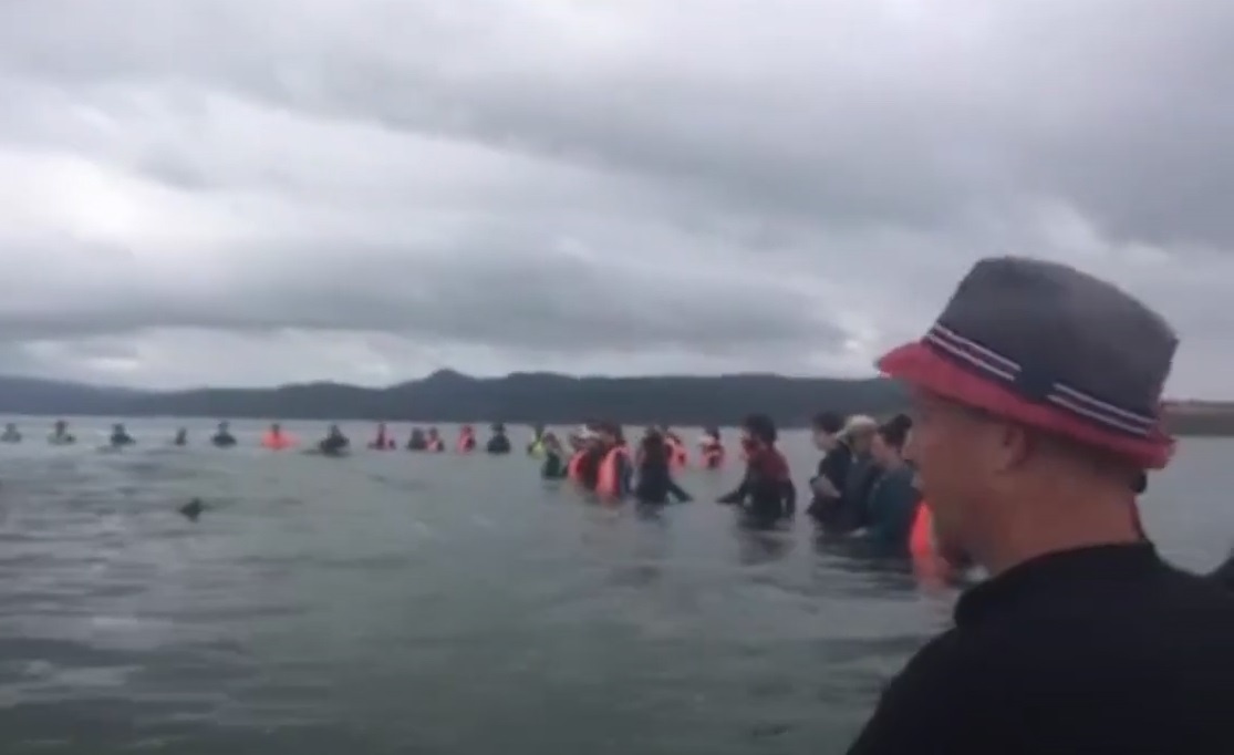 Giai cuu 28 con ca voi hoa tieu mac can hinh anh