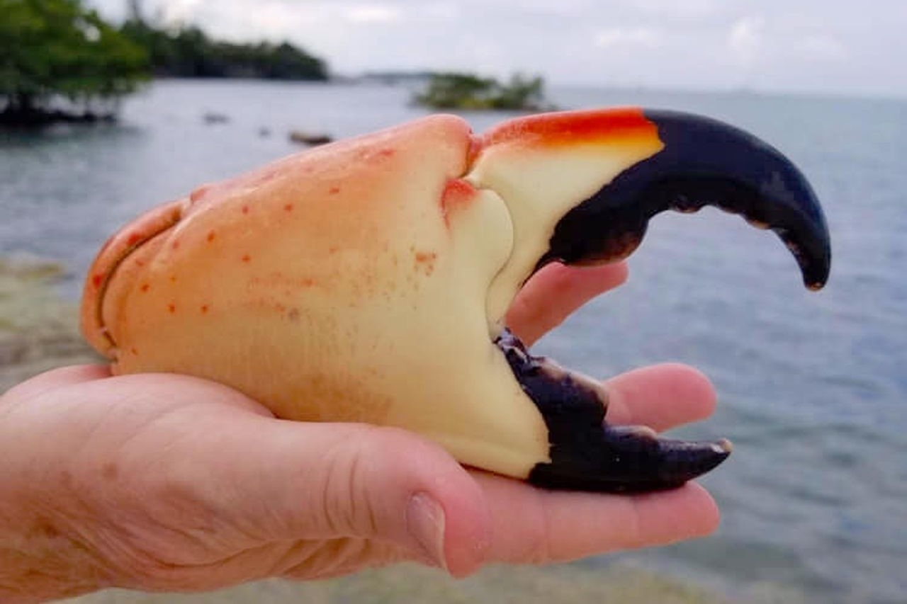 Vi sao cang cua da co gia dat do? hinh anh