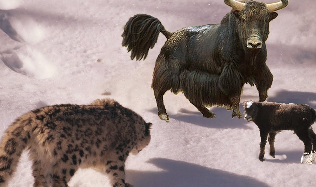 Bo me lieu linh tan cong bao tuyet de giai cuu con hinh anh