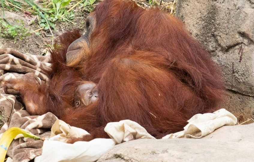 Duoi uoi Sumatra quy hiem duoc sinh ra tai vuon thu hinh anh