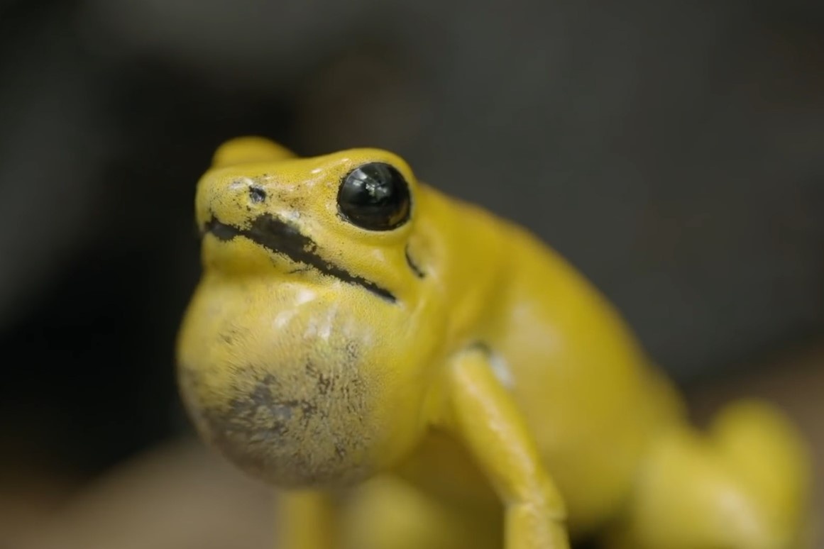 Ech doc phi tieu vang hat de thu hut ban doi hinh anh