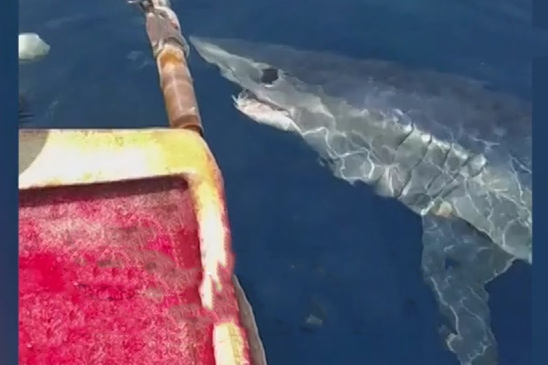 Dung do ca map o ngoai khoi Indonesia hinh anh