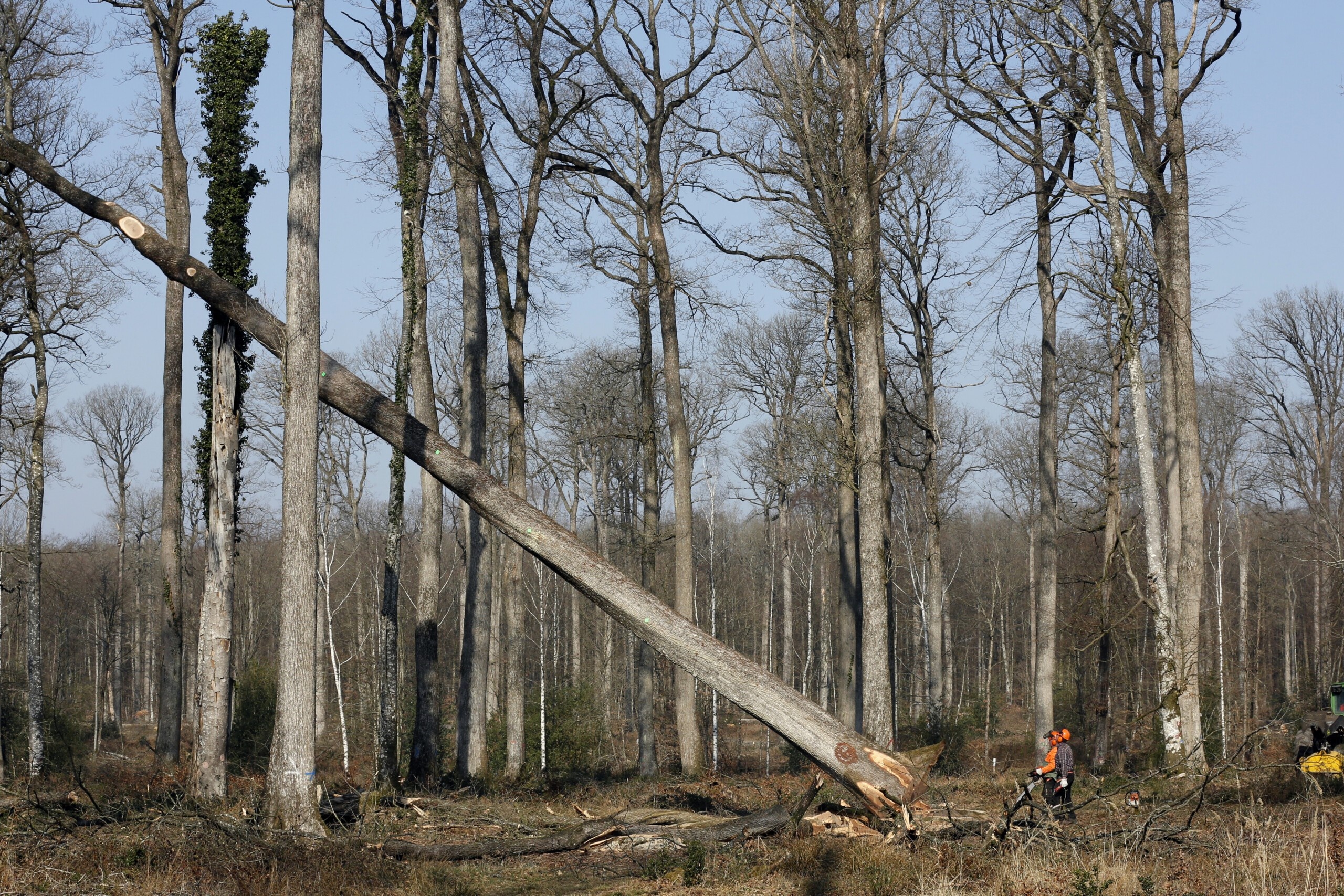 Phap don 1.000 cay go soi de xay lai Nha tho Duc Ba Paris hinh anh