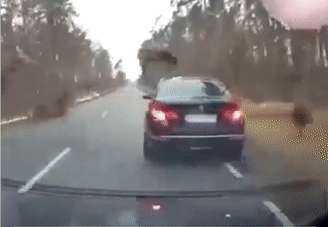 Huou va cham voi xe dang luu thong tren duong o My hinh anh