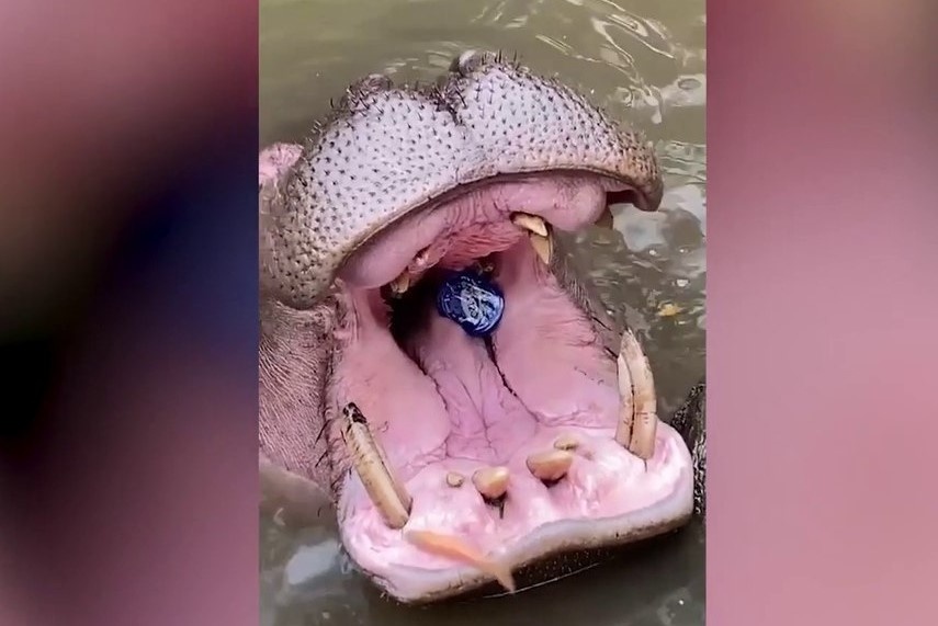 Du khach gay phan no vi vut chai nhua vao mieng ha ma hinh anh