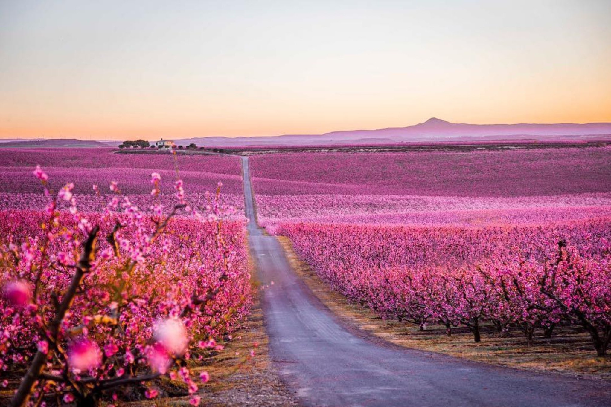Canh dong hoa anh dao no ro o Tay Ban Nha hinh anh