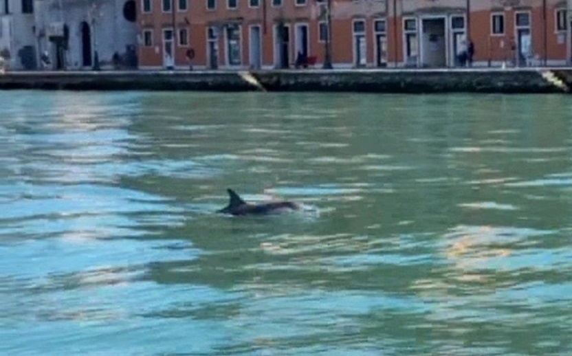 Ca heo xuat hien tro lai tai kenh dao o Venice hinh anh