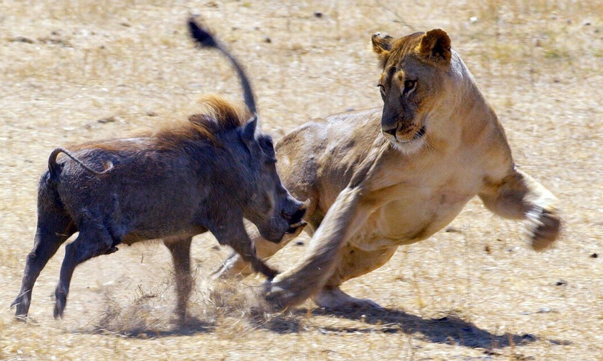 Xam pham lanh tho, lon buou bi su tu ha guc hinh anh