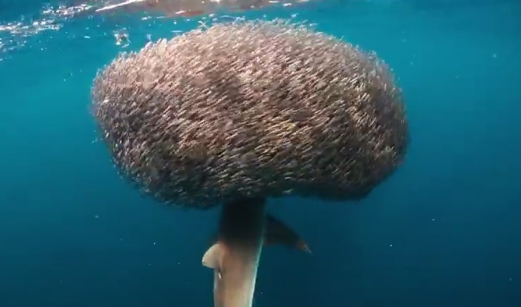 Dan ca nho be boc kin ke san moi hinh anh