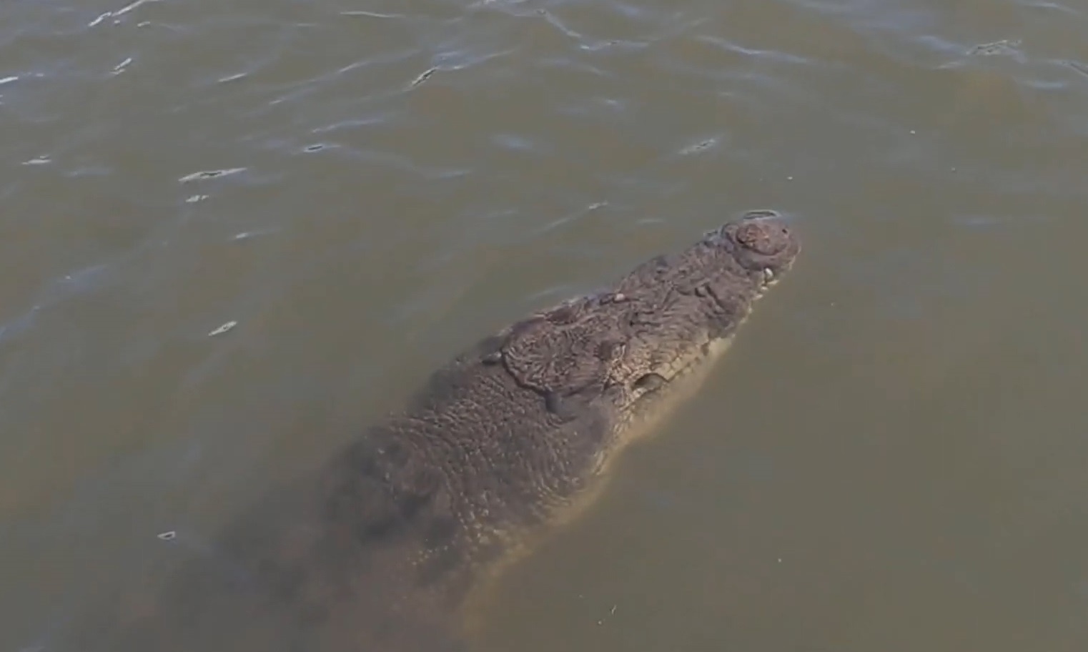 Ngu dan cau nham phai ca sau khong lo hinh anh