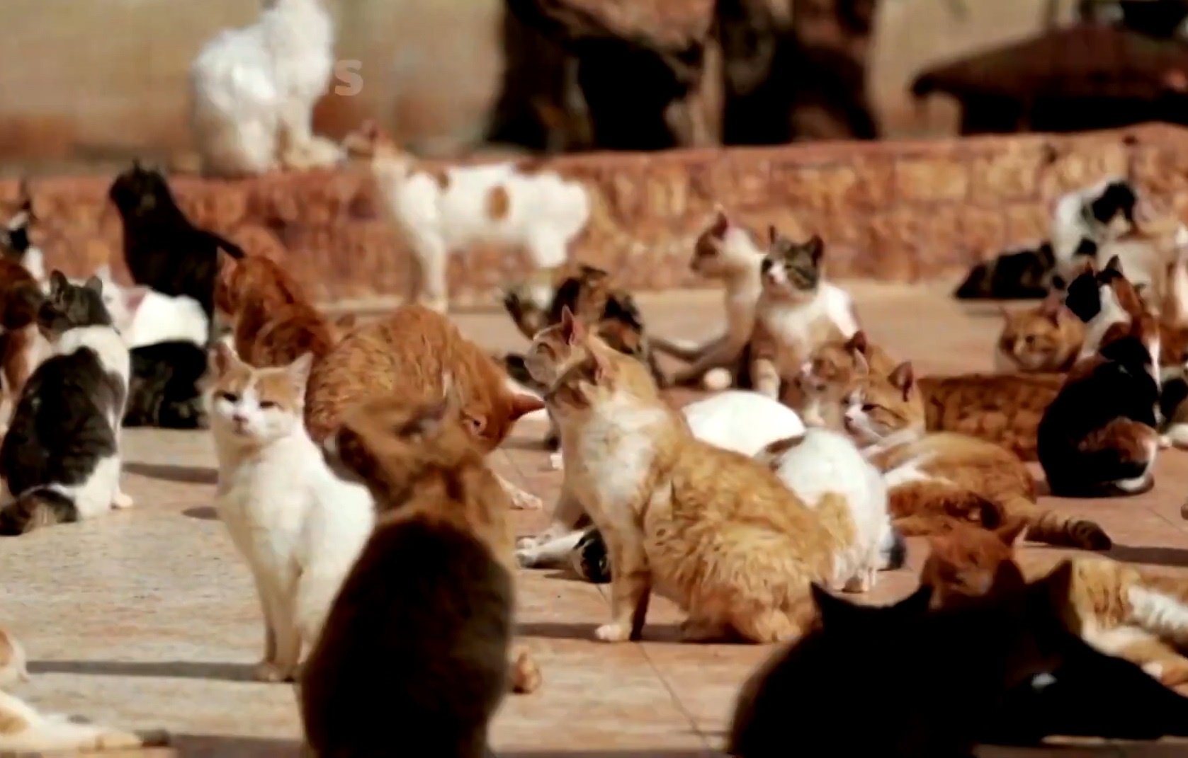 Khu bao ton co hon 1.000 con meo hoang o Syria hinh anh