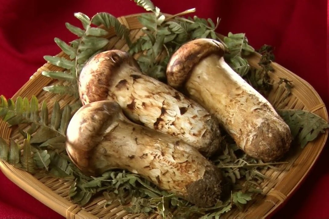 Vi sao nam Tung Nhung co gia dat do? hinh anh