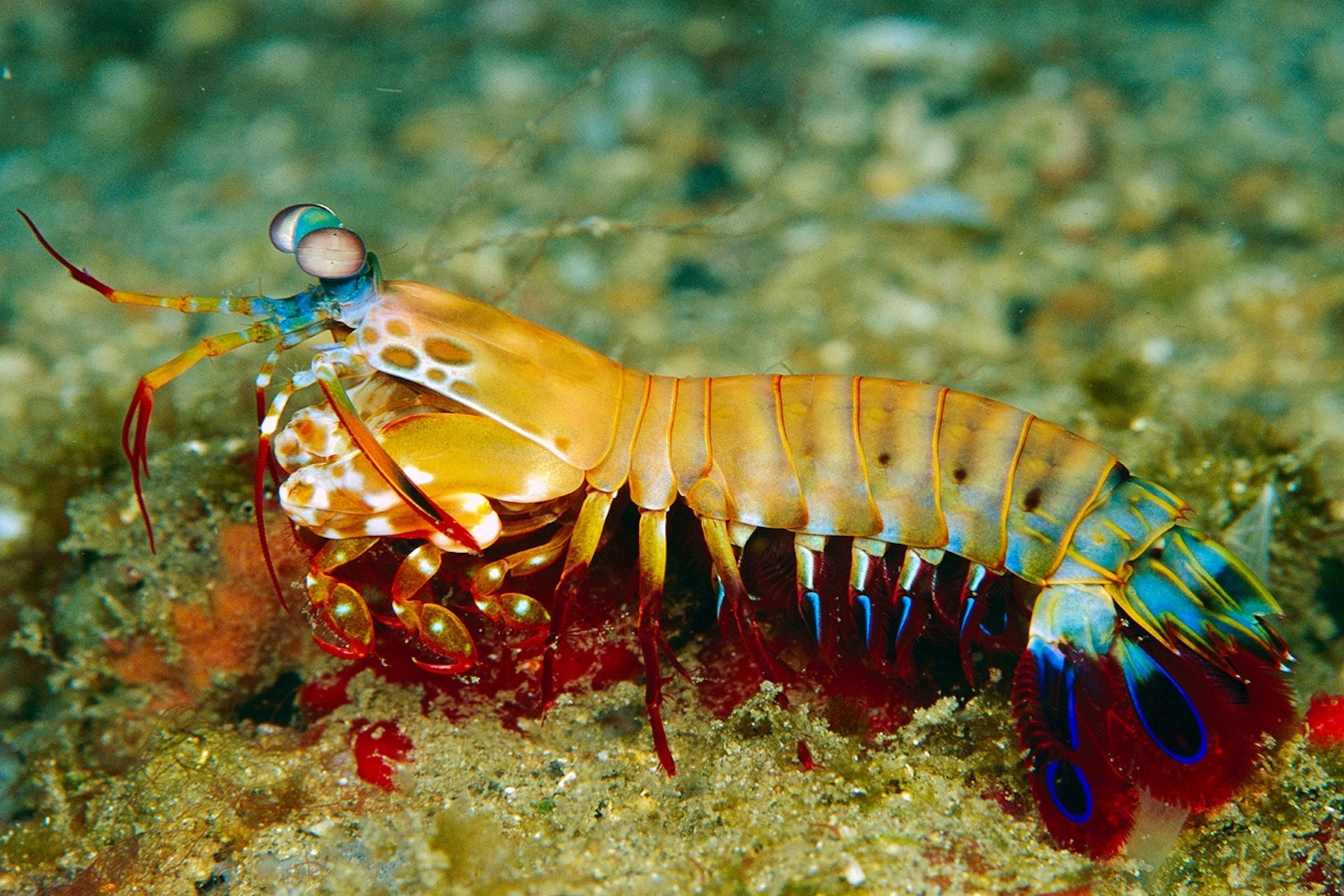 Loai giap xac so huu 'cu dam' nhanh hon dan ban hinh anh