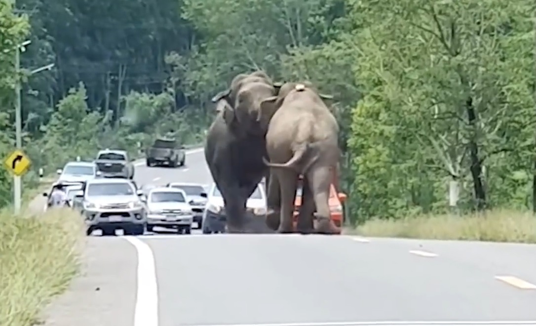 Voi duc chien dau giua duong gay tac nghen giao thong o Thai Lan hinh anh