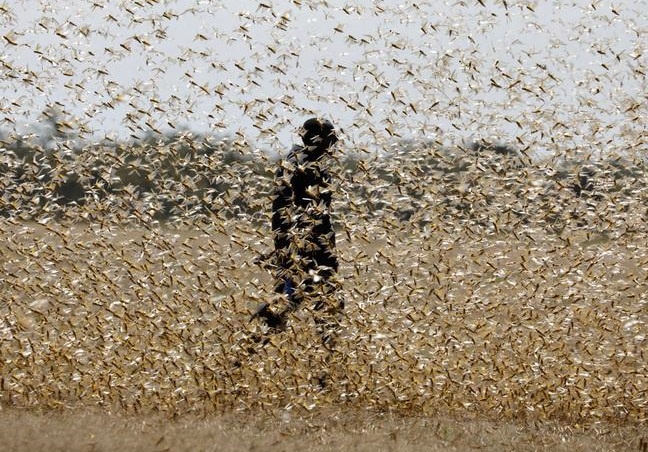 Dai dich chau chau chua co hoi ket o Dong Phi hinh anh