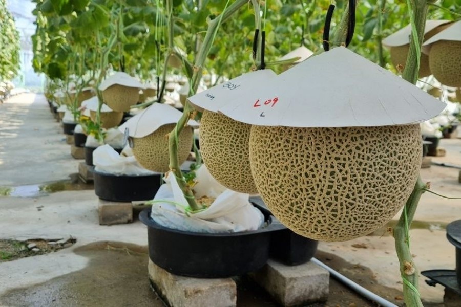 Nong dan Malaysia 'thuan hoa' dua luoi Nhat Ban hinh anh